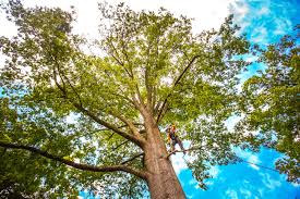 Best Tree Disease Treatment  in South San Jose Hills, CA