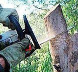 How Our Tree Care Process Works  in  South San Jose Hills, CA
