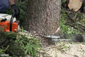 Best Tree Maintenance Programs  in South San Jose Hills, CA