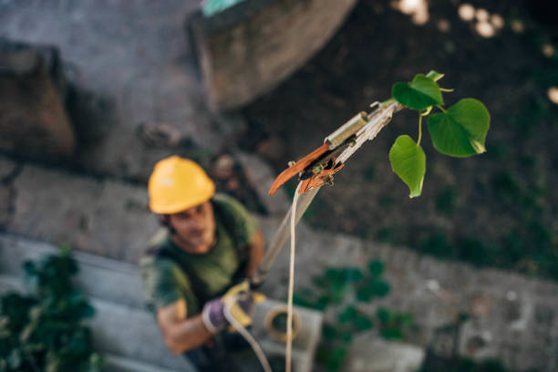 Best Aeration Services  in South San Jose Hills, CA