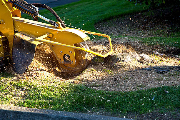 Best Lawn Watering Services  in South San Jose Hills, CA
