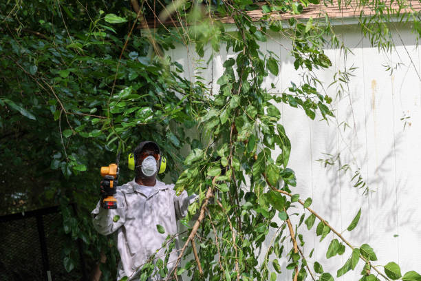 Best Storm Damage Tree Cleanup  in South San Jose Hills, CA