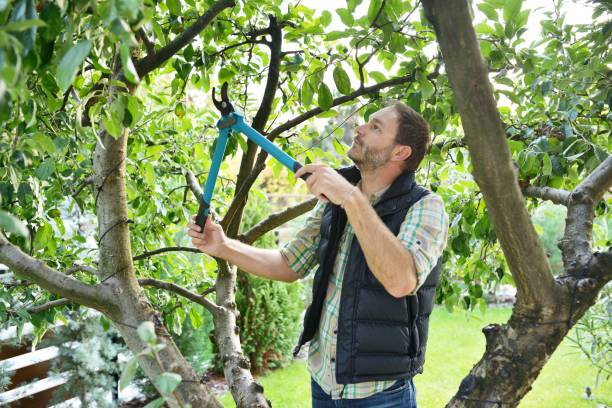 Best Lawn Pest Prevention  in South San Jose Hills, CA